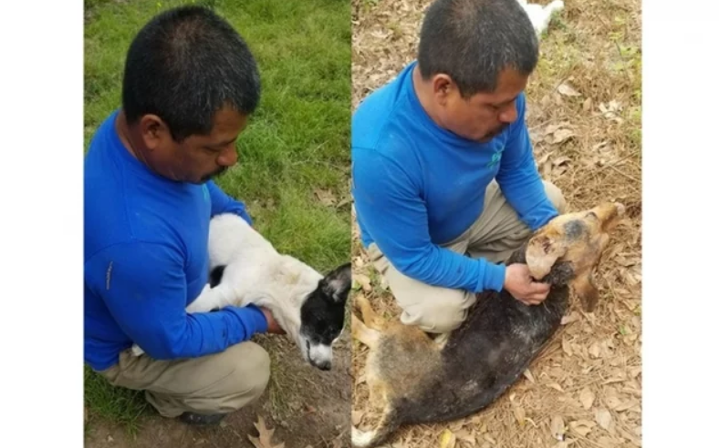 Hombre rompe en llanto al publicar video con sus perros envenenados en EU