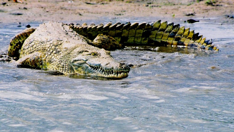 Sale a pescar por huir de cuarentena; lo devora un cocodrilo