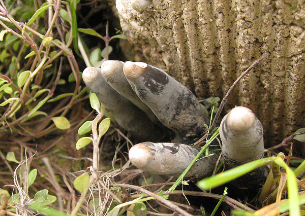 Xylaria polymorpha este hongo el más espeluznante que existe